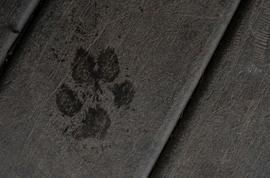 veterinary medicine paw print