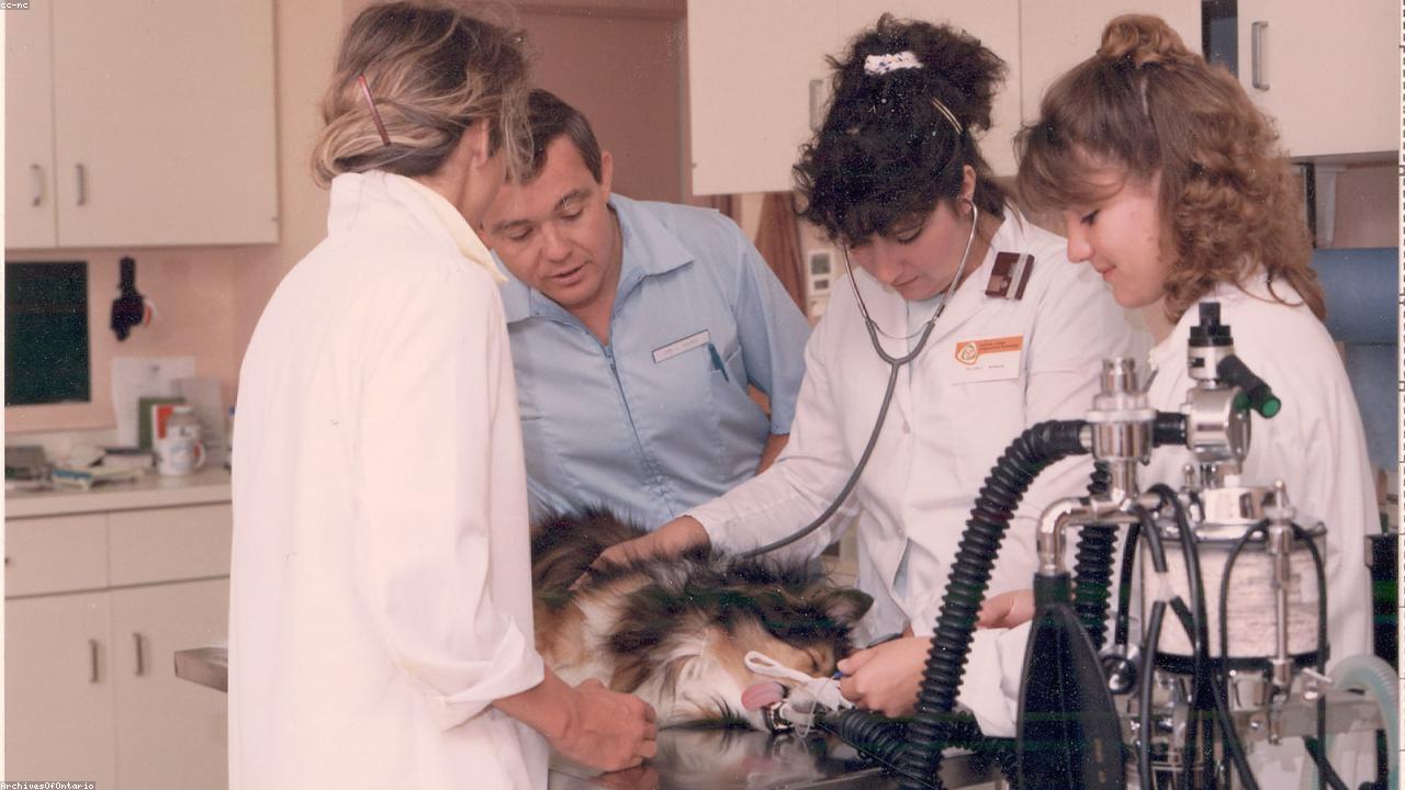 Dog being cared for at veterinary clinic