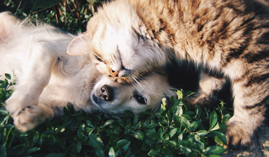 cat and dog sitting together