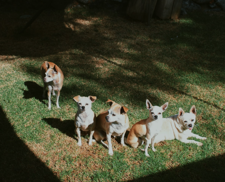 Veterinarian examining a dog