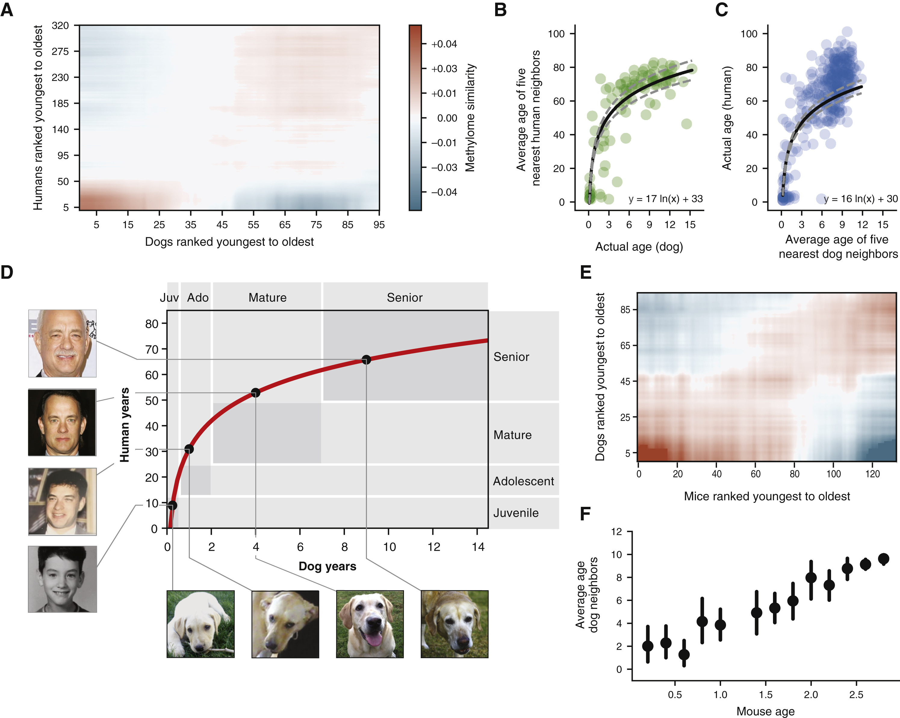 Figure 3 from Wang et al. 2020 showing the epigenetic clock translation between dog and human ages