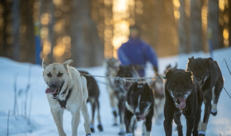 Dog recovering with veterinary care
