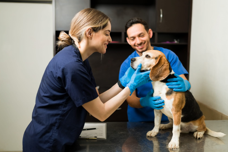 veterinarian taking care of dog
